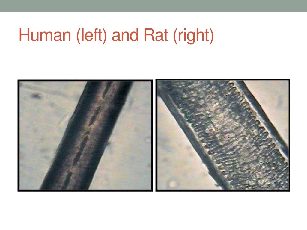 Hair and fiber samples