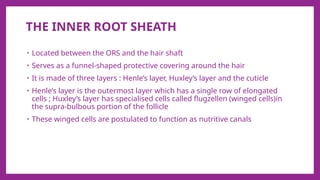Internal Rooth Sheath Hair Basics....INTRODUCTION TO HAIR LOSS | PPTX
