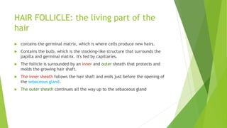 HAIR FOLLICLE: the living part of the
hair
 contains the germinal matrix, which is where cells produce new hairs.
 Contains the bulb, which is the stocking-like structure that surrounds the
papilla and germinal matrix. It's fed by capillaries.
 The follicle is surrounded by an inner and outer sheath that protects and
molds the growing hair shaft.
 The inner sheath follows the hair shaft and ends just before the opening of
the sebaceous gland.
 The outer sheath continues all the way up to the sebaceous gland
 