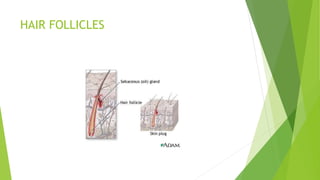 HAIR FOLLICLES
 