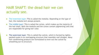 HAIR SHAFT: the dead hair we can
actually see.
 The innermost layer: This is called the medulla. Depending on the type of
hair, the medulla isn't always present.
 The middle layer: This is called the cortex, which makes up the majority of
the hair shaft. Both the medulla and the cortex contain pigmenting cells that
are responsible for giving hair color.
 The outermost layer: This is called the cuticle, which is formed by tightly
packed scales in an overlapping structure that resemble roof shingles. Many
hair conditioning products are formulated to even out the cuticle by
smoothing out its structure.
 