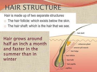 HAIR STRUCTURE
 