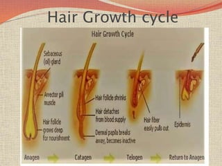 Hair Growth cycle
 