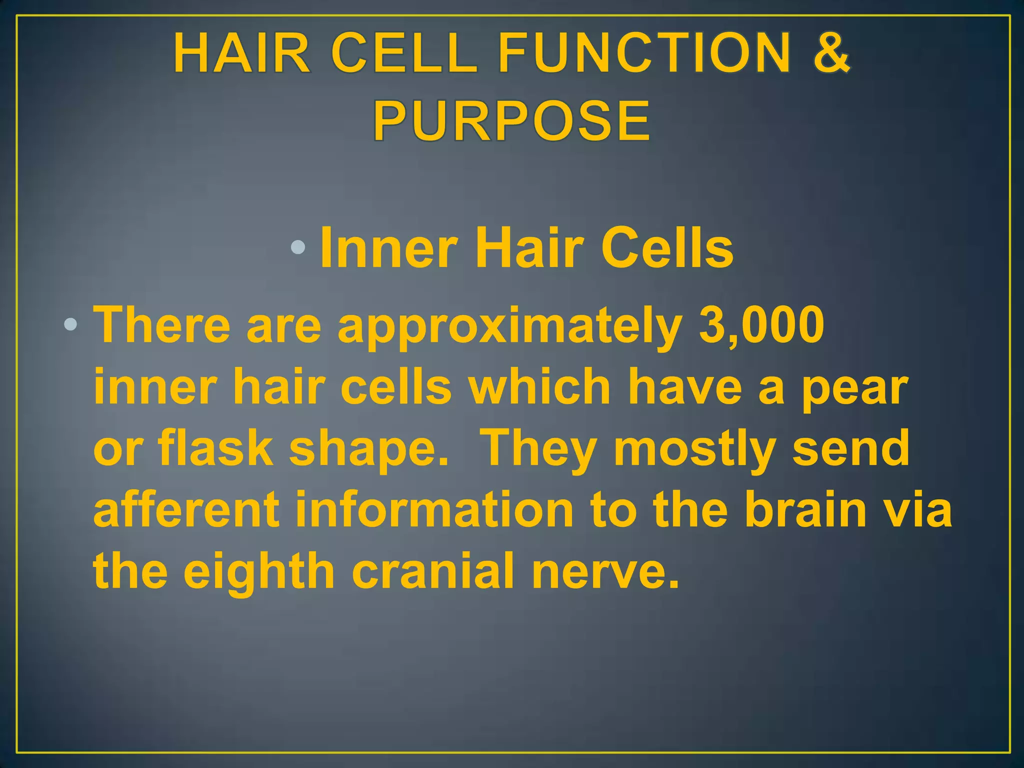 • Inner Hair Cells
• There are approximately 3,000
  inner hair cells which have a pear
  or flask shape. They mostly send
  afferent information to the brain via
  the eighth cranial nerve.
 