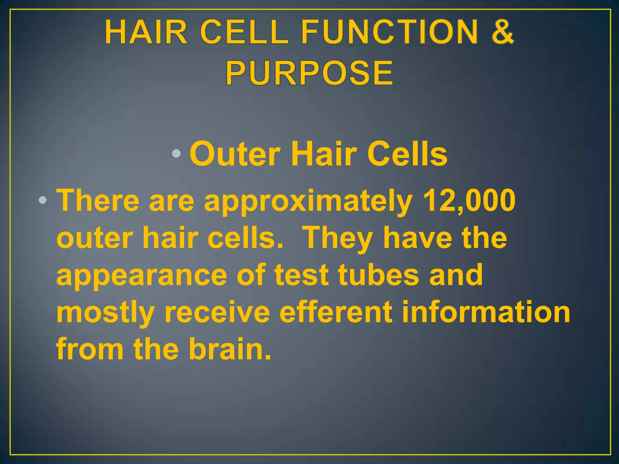• Outer Hair Cells
• There are approximately 12,000
  outer hair cells. They have the
  appearance of test tubes and
  mostly receive efferent information
  from the brain.
 