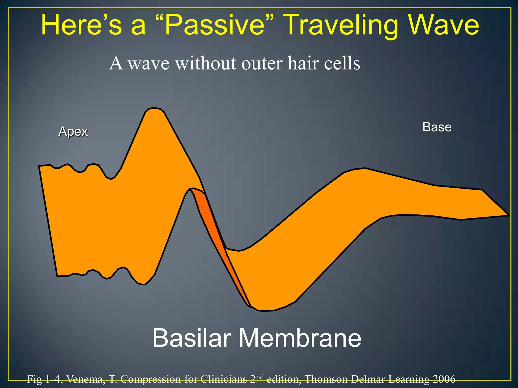 Here’s a “Passive” Traveling Wave
                A wave without outer hair cells


      Apex                                                                       Base




                         Basilar Membrane
Fig 1-4, Venema, T. Compression for Clinicians 2nd edition, Thomson Delmar Learning 2006
 