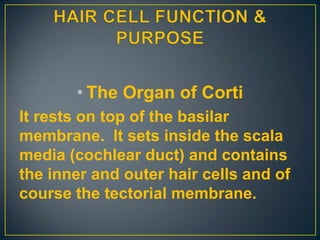 • The Organ of Corti
It rests on top of the basilar
membrane. It sets inside the scala
media (cochlear duct) and contains
the inner and outer hair cells and of
course the tectorial membrane.
 