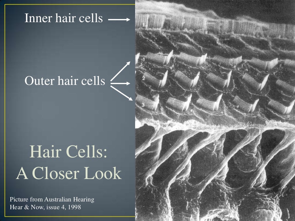 Hair cell function and purpose