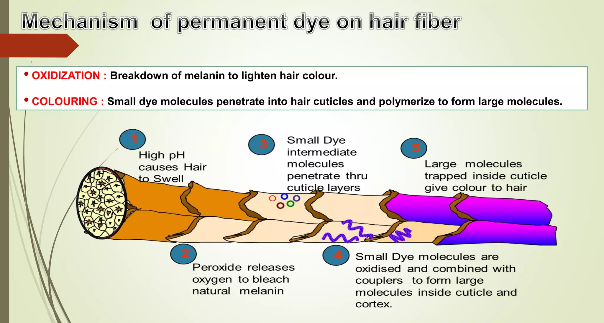 Hair Colour Basics | PPTX