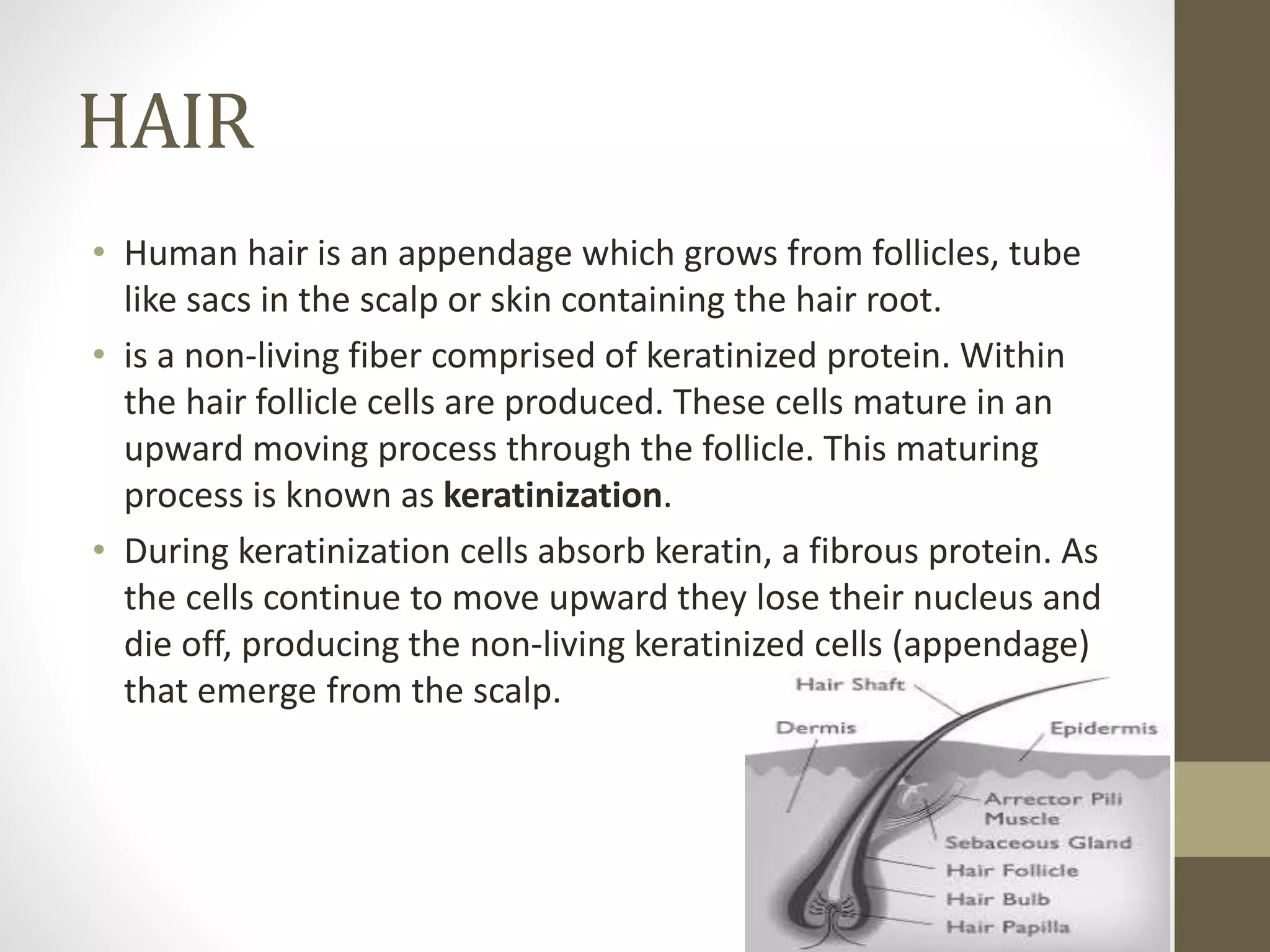 Hair defects and differential diagnosis | PPTX