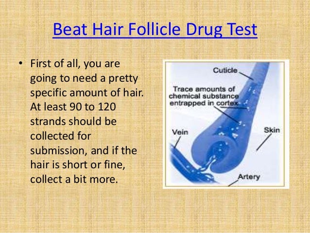 Does Delta 9 Show Up On Hair Follicle Test Hair follicle drug test process and cost