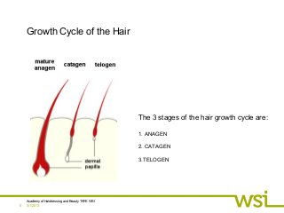 3/1/2013
Academy of Hairdressing and Beauty TAFE WSI
0
Growth Cycle of the Hair
The 3 stages of the hair growth cycle are:
1. ANAGEN
2. CATAGEN
3.TELOGEN
 