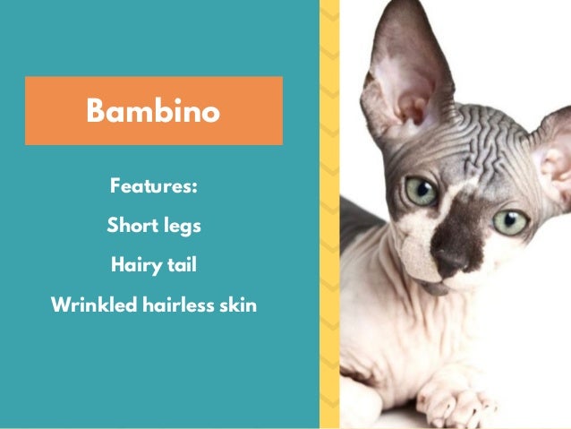 Hairless Cats The Ultimate Guide Of Hairless Cat Breeds