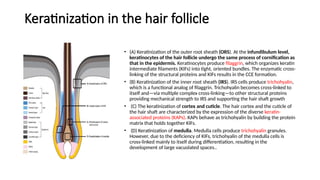 Cornification Process Comprehensive Overview of Human Hair Follicle Embryology, Structure ...