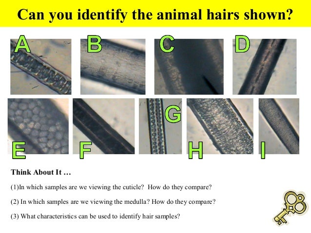 Hairs and fibers