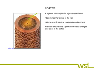 CORTEX
•Largest & most important layer of the hairshaft
•Determines the texture of the hair
•All chemical & physical chang...