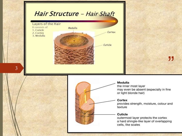 Hair structure and growth cycle | PPTX
