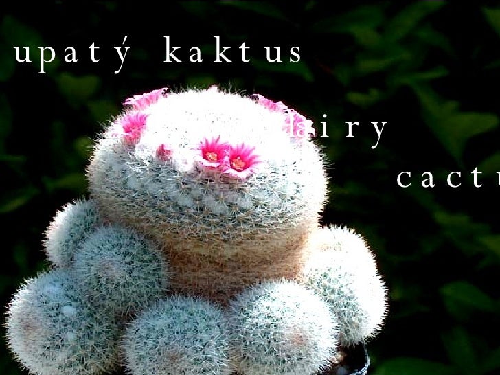 Chlupatý kaktus Hairy  cactus 