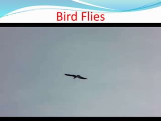 Bird Flies
 