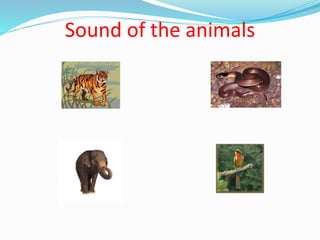 Sound of the animals
 