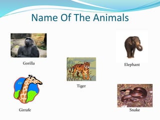Name Of The Animals
Tiger
Gorilla Elephant
Snake
Girrafe
 