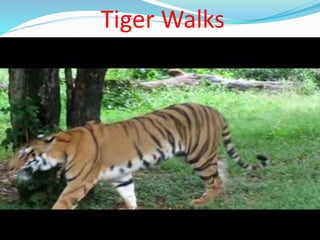 Tiger Walks
 