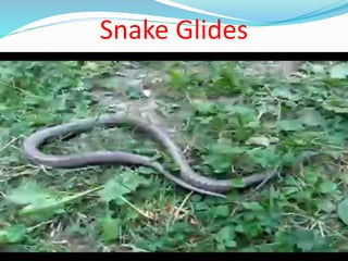 Snake Glides
 