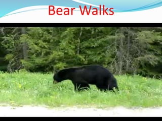 Bear Walks
 