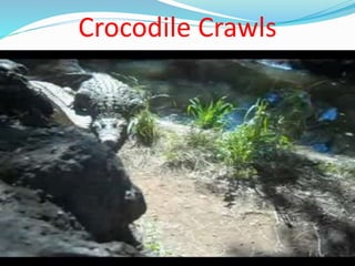 Crocodile Crawls
 