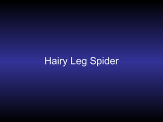 Hairy Leg Spider 