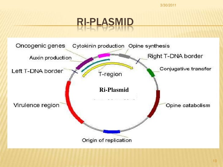 Hairy root cell culture