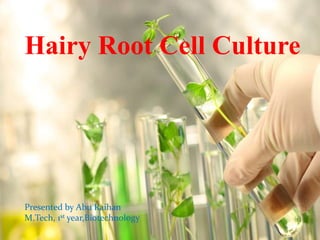 Hairy Root Cell Culture 
Presented by Abu Raihan 
M.Tech, 1st year,Biotechnology 
 