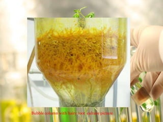 Bubble column with hairy root culture picture 
 