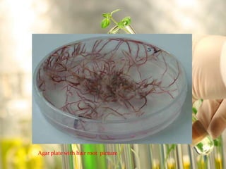 Agar plate with hair root picture 
 