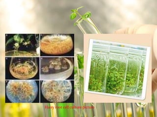 Hairy root cell culture picture 
 