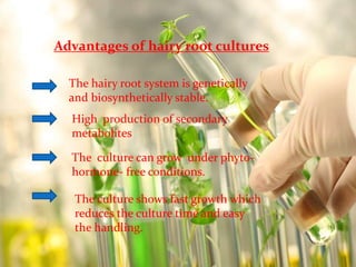 Advantages of hairy root cultures 
The hairy root system is genetically 
and biosynthetically stable. 
High production of secondary 
metabolites 
The culture can grow under phyto-hormone- 
free conditions. 
The culture shows fast growth which 
reduces the culture time and easy 
the handling. 
 