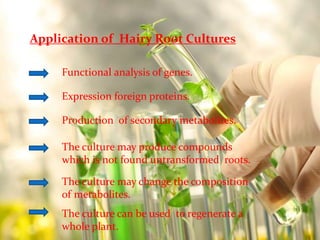 Application of Hairy Root Cultures 
Functional analysis of genes. 
Expression foreign proteins. 
Production of secondary metabolites. 
The culture may produce compounds 
which is not found untransformed roots. 
The culture may change the composition 
of metabolites. 
The culture can be used to regenerate a 
whole plant. 
 