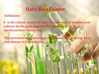 Hairy Root Culture 
Definition: 
It is the culture produced after the infection of explants and 
cultures by the gram negetive Soil bacterium 
Agrobacterium rhizogenes. 
This processes take advantage of the naturally occuring hairy 
root disease in Dicotyledons. 
 