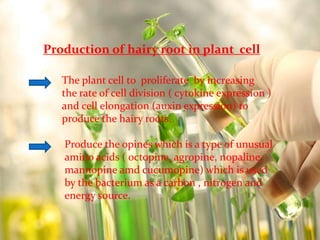 Production of hairy root in plant cell 
The plant cell to proliferate by increasing 
the rate of cell division ( cytokine expression ) 
and cell elongation (auxin expression) to 
produce the hairy roots. 
Produce the opines which is a type of unusual 
amino acids ( octopine, agropine, nopaline, 
mannopine amd cucumopine) which is used 
by the bacterium as a carbon , nitrogen and 
energy source. 
 