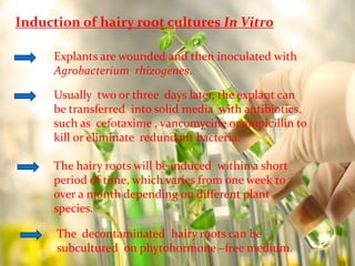 Induction of hairy root cultures In Vitro 
Explants are wounded and then inoculated with 
Agrobacterium rhizogenes. 
Usually two or three days later, the explant can 
be transferred into solid media with antibiotics, 
such as cefotaxime , vancomycine or ampicillin to 
kill or eliminate redundant bacteria. 
The hairy roots will be induced within a short 
period of time, which varies from one week to 
over a month depending on different plant 
species. 
The decontaminated hairy roots can be 
subcultured on phytohormone –free medium. 
 