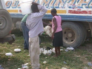 Dr. Damicone - Haiti