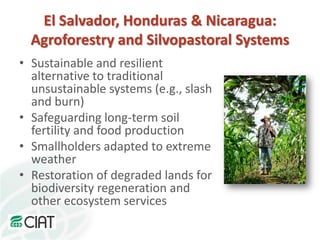 A strategy to improve livelihoods and restore degraded lands in Haiti