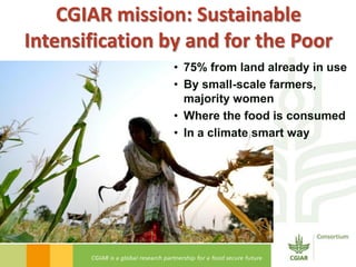 A strategy to improve livelihoods and restore degraded lands in Haiti