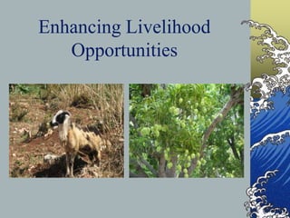 Enhancing Livelihood Opportunities