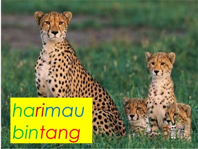 Harimau Bintang In English : Jaguar Wikipedia Bahasa Melayu