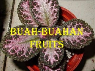 Buah-buahan
   fruits
 