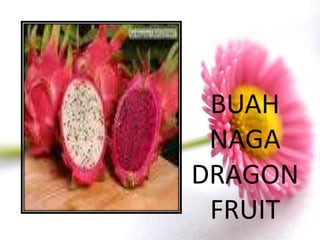 BUAH
 NAGA
DRAGON
 FRUIT
 