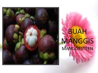 BUAH
MANGGIS
MANGOESTEEN
 