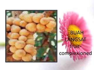 BUAH
  LANGSAT
    fruit-
complexioned
 