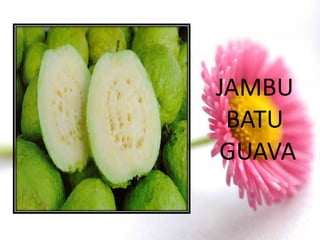 JAMBU
 BATU
GUAVA
 